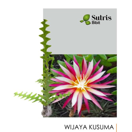 Detail Gambar Bunga Wijaya Kusuma Keris Nomer 54
