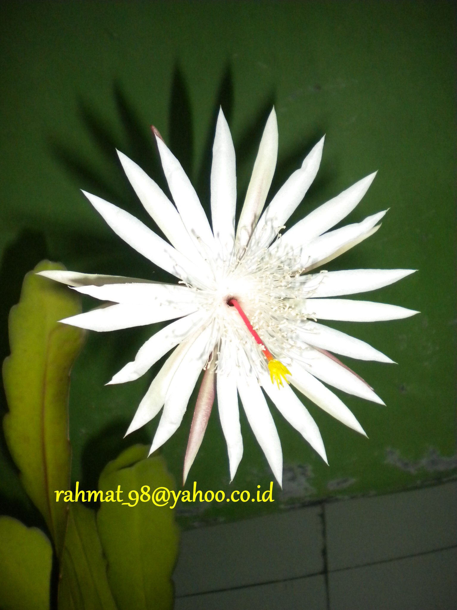 Detail Gambar Bunga Wijaya Kusuma Mekar Nomer 35