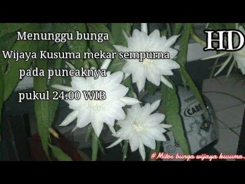 Detail Gambar Bunga Wijaya Kusuma Mekar Sempurna Nomer 43