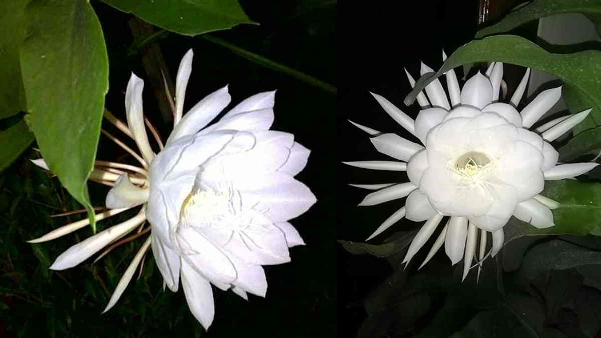 Detail Gambar Bunga Wijaya Kusuma Putih Nomer 12