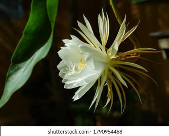 Detail Gambar Bunga Wijaya Kusuma Putih Nomer 49