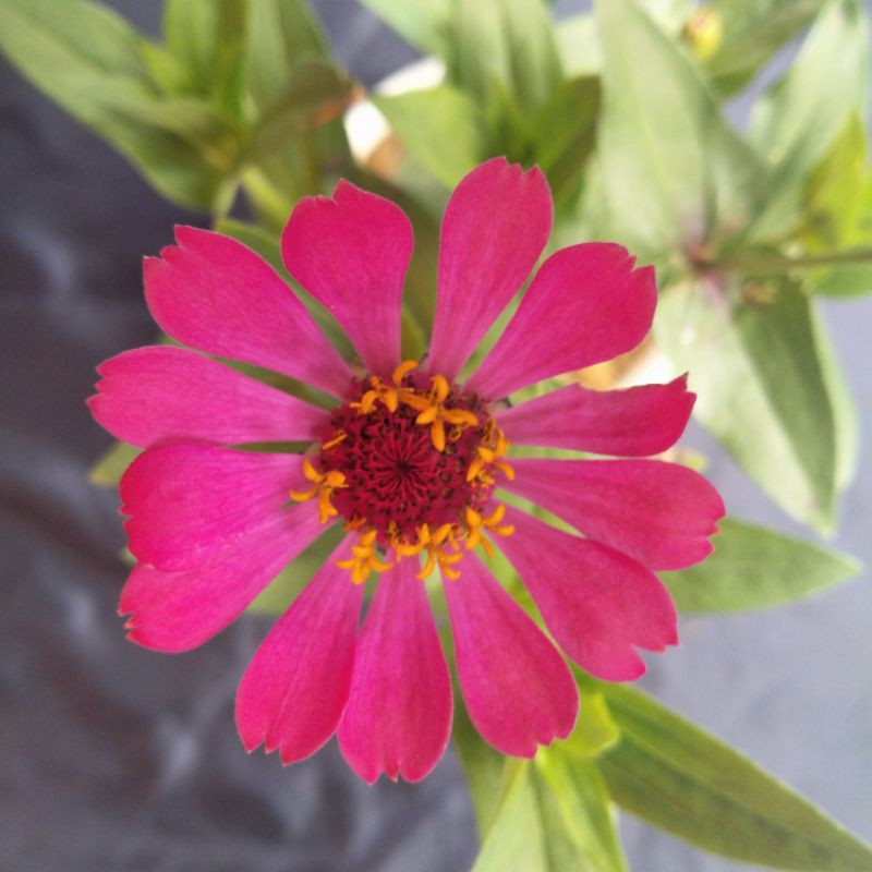 Detail Gambar Bunga Yang Berwarna Pink Nomer 18