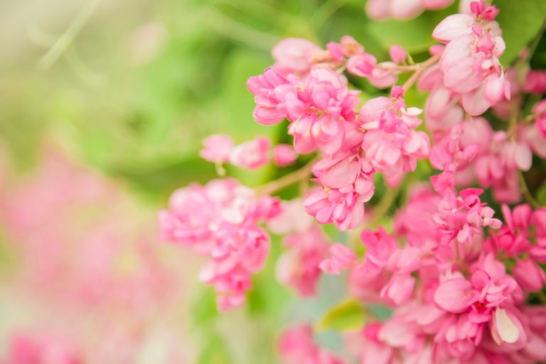 Detail Gambar Bunga Yang Berwarna Pink Nomer 31