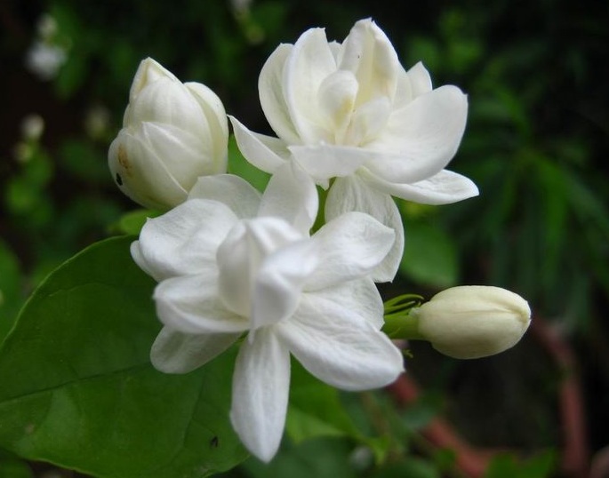 Detail Gambar Bunga Yang Berwarna Putih Nomer 23