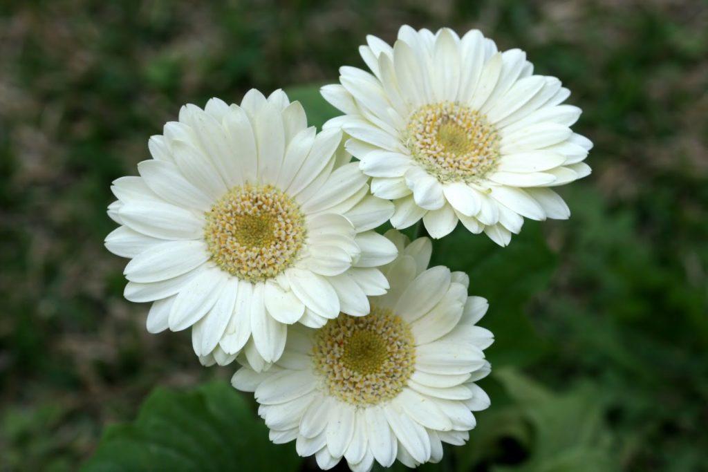 Detail Gambar Bunga Yang Berwarna Putih Nomer 27