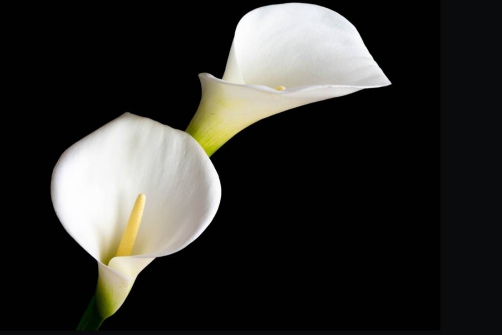 Detail Gambar Bunga Yang Berwarna Putih Nomer 33