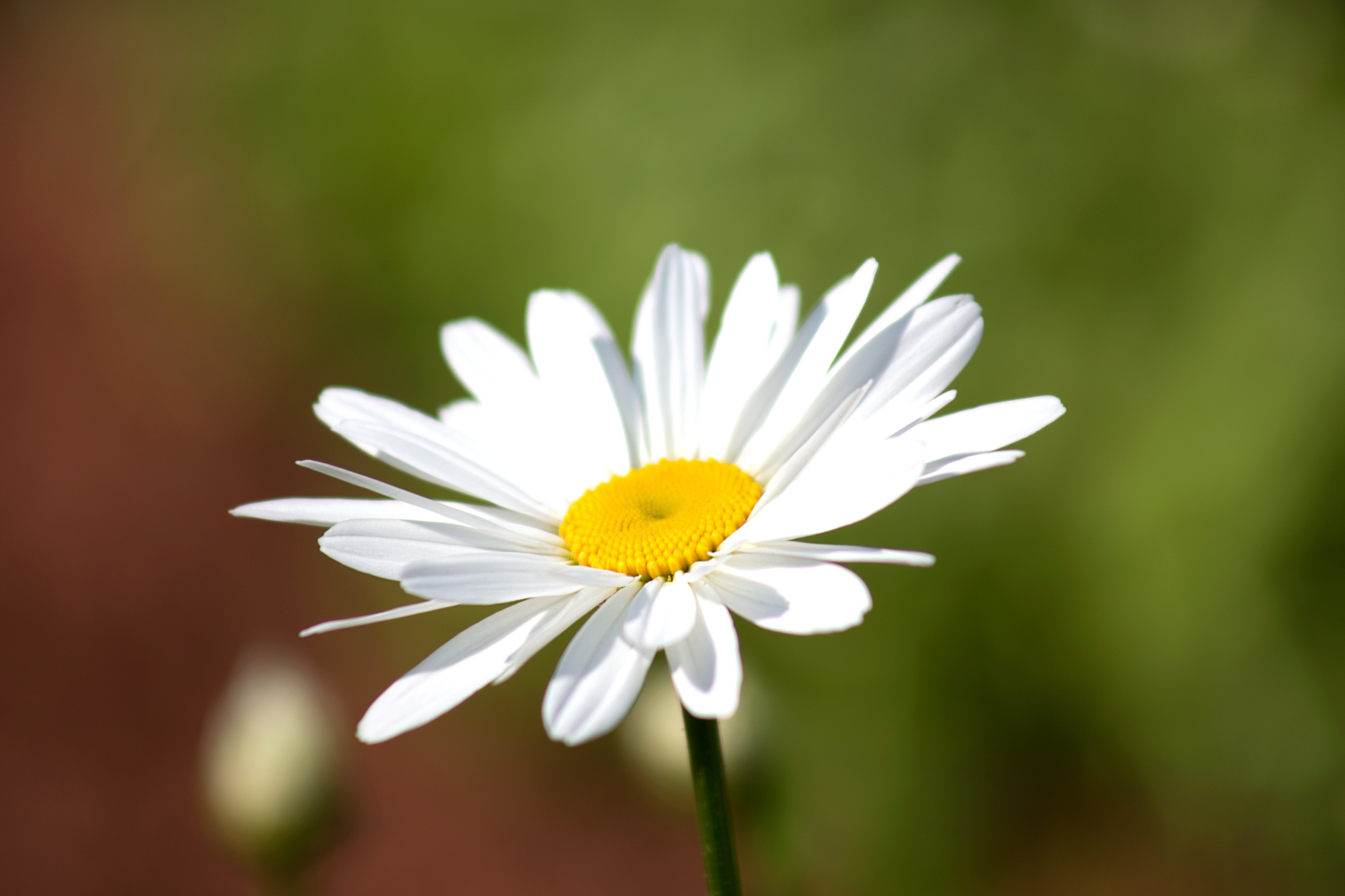 Detail Gambar Bunga Yang Berwarna Putih Nomer 34