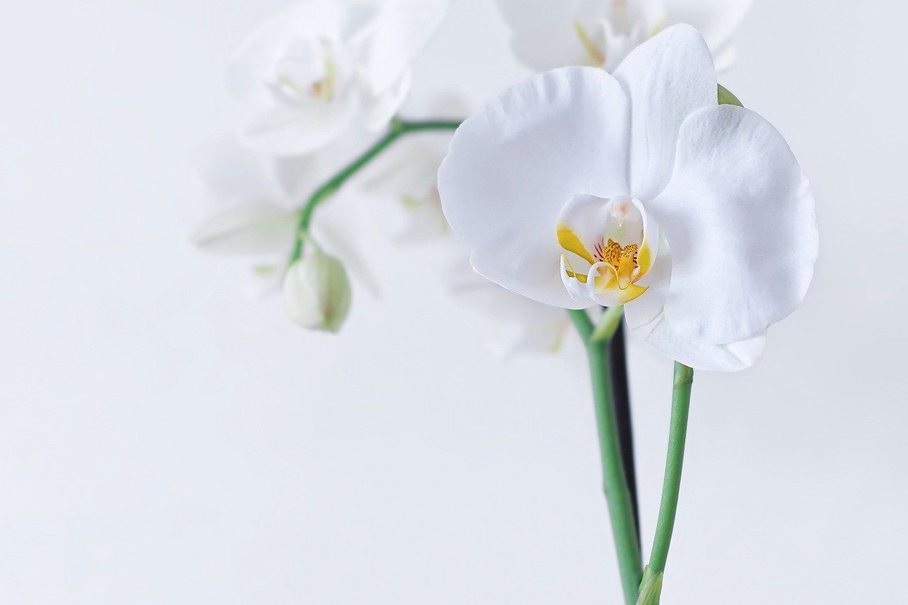 Detail Gambar Bunga Yang Berwarna Putih Nomer 35