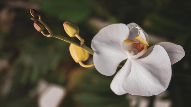 Detail Gambar Bunga Yang Berwarna Putih Nomer 47