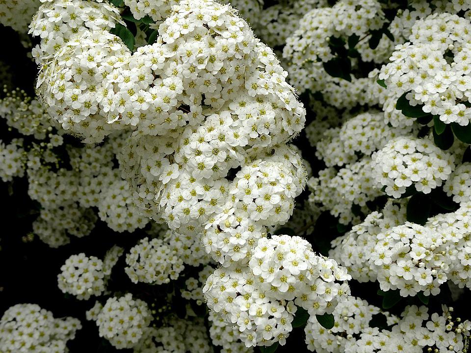Detail Gambar Bunga Yang Berwarna Putih Nomer 52
