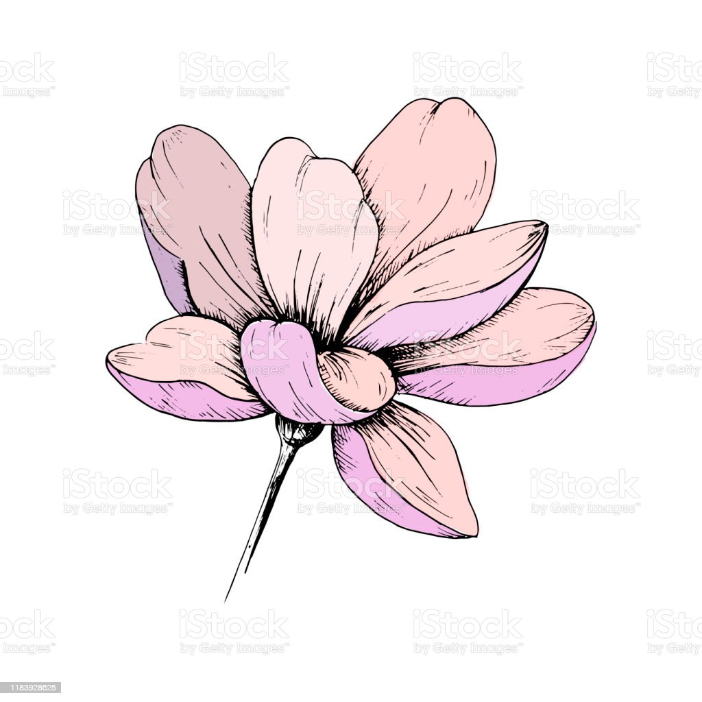 Detail Gambar Bunga Yang Gampang Digambar Nomer 38