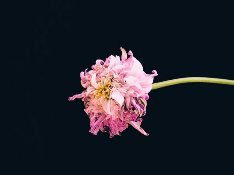 Detail Gambar Bunga Yang Gugur Nomer 40