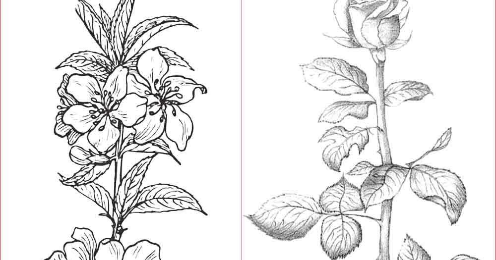 Detail Gambar Bunga Yang Indah Dan Mudah Digambar Nomer 39