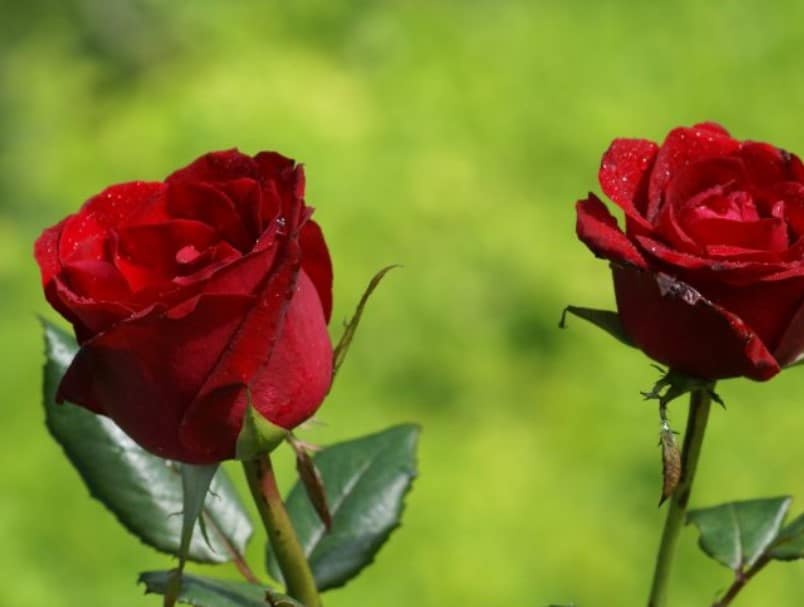 Detail Gambar Bunga Yang Indah Sekali Nomer 27
