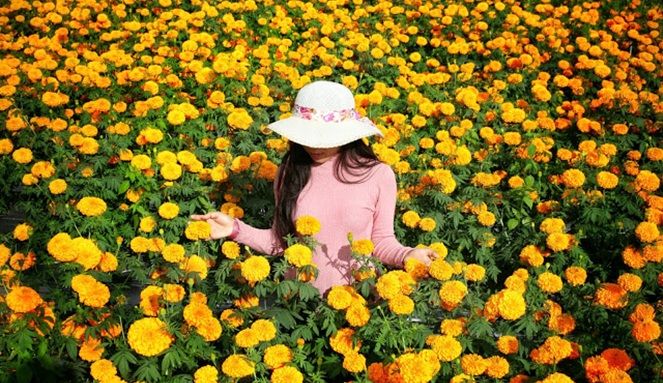 Detail Gambar Bunga Yang Indah Sekali Nomer 40