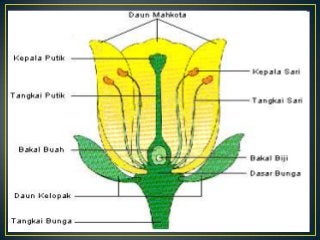 Detail Gambar Bunga Yang Lengkap Dengan Bagian Bagiannya Nomer 28