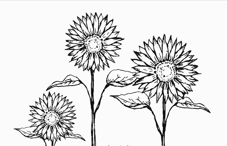 Detail Gambar Bunga Yang Mudah Digambar Nomer 50