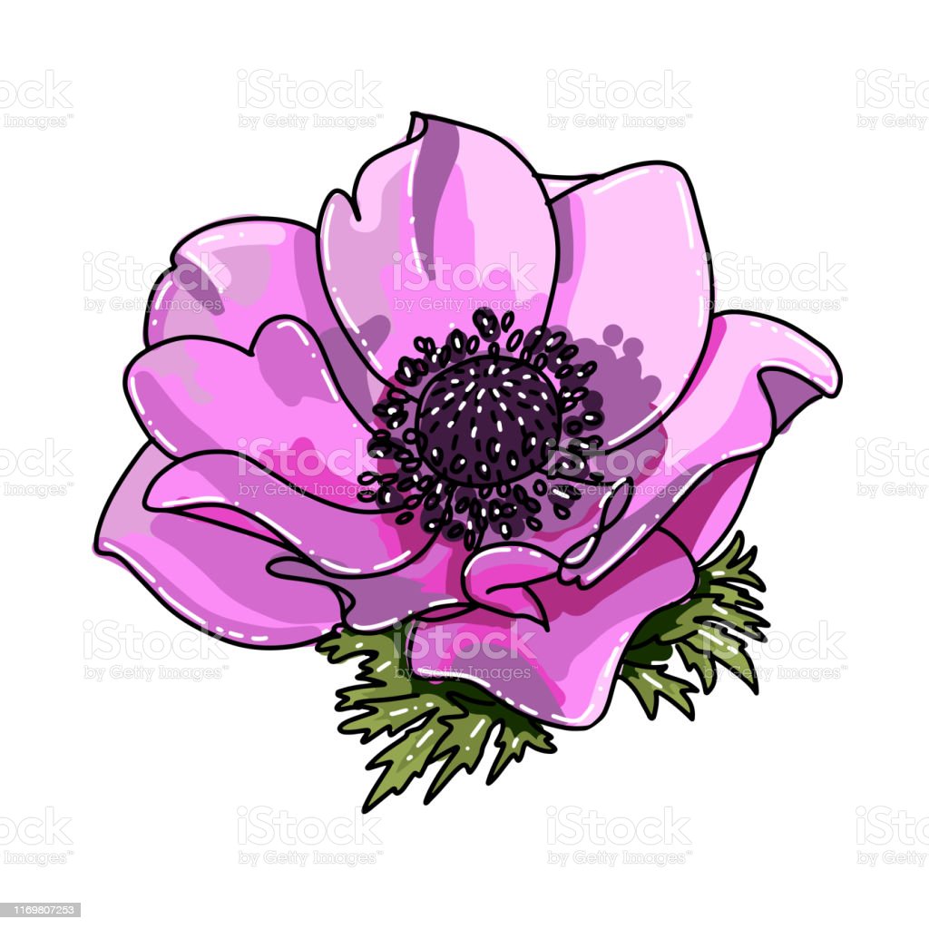 Detail Gambar Bunga Yang Mudah Digambar Dan Berwarna Nomer 33