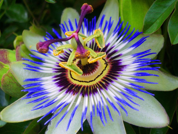 Detail Gambar Bunga Yang Paling Bagus Di Dunia Nomer 6