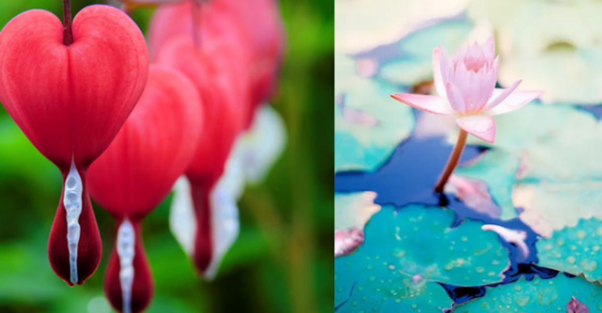 Detail Gambar Bunga Yang Paling Cantik Di Dunia Nomer 21