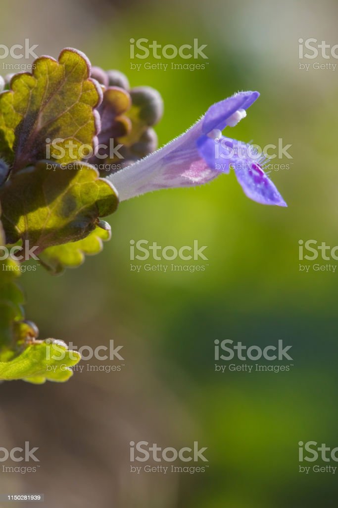 Detail Gambar Bunga Yang Sangat Indah Nomer 35