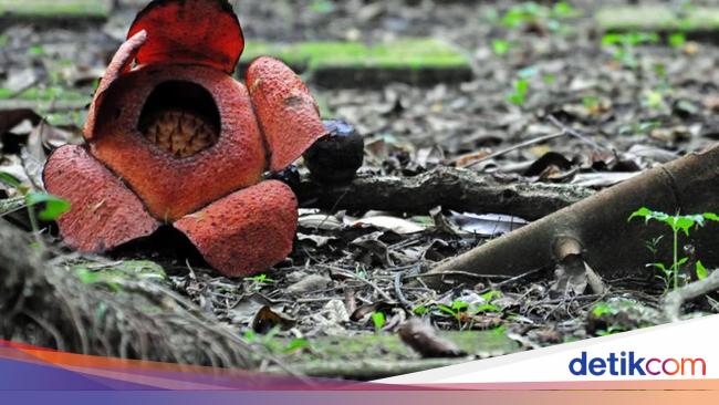 Detail Gambar Bunga Yang Sedang Layu Nomer 48