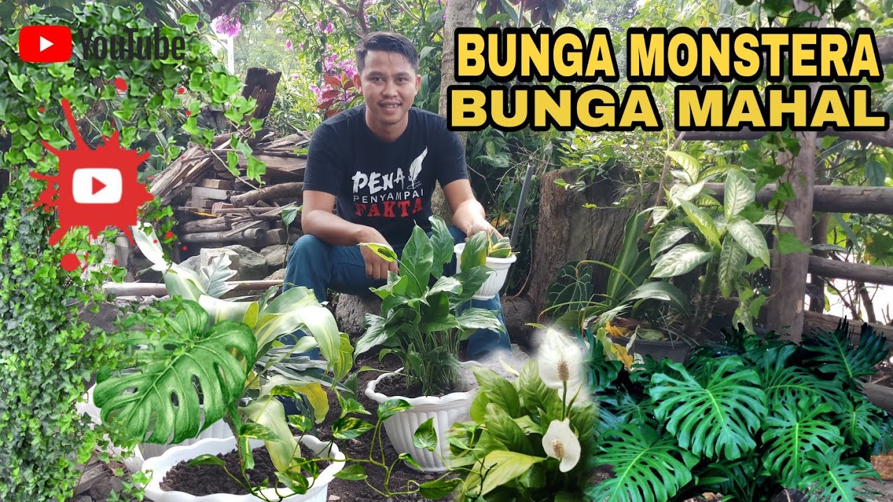 Detail Gambar Bunga Yang Sedang Viral Nomer 13