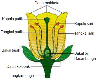 Detail Gambar Bunga Yang Sempurna Nomer 43