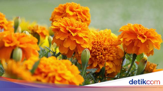 Detail Gambar Bunga Yang Tahan Panas Nomer 29