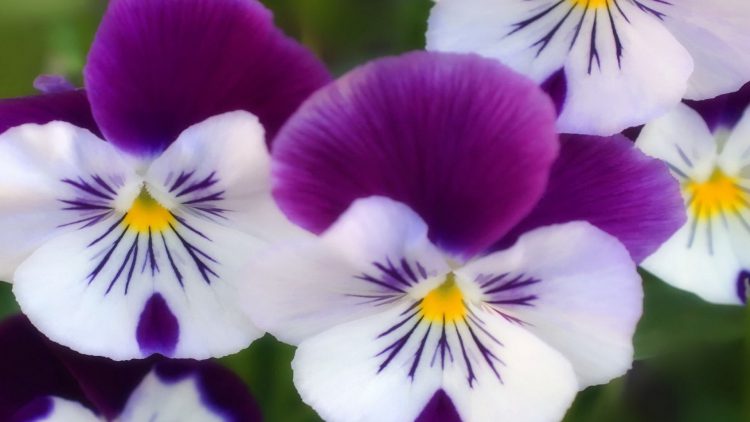 Detail Gambar Bunga Yang Terindah Di Dunia Nomer 18
