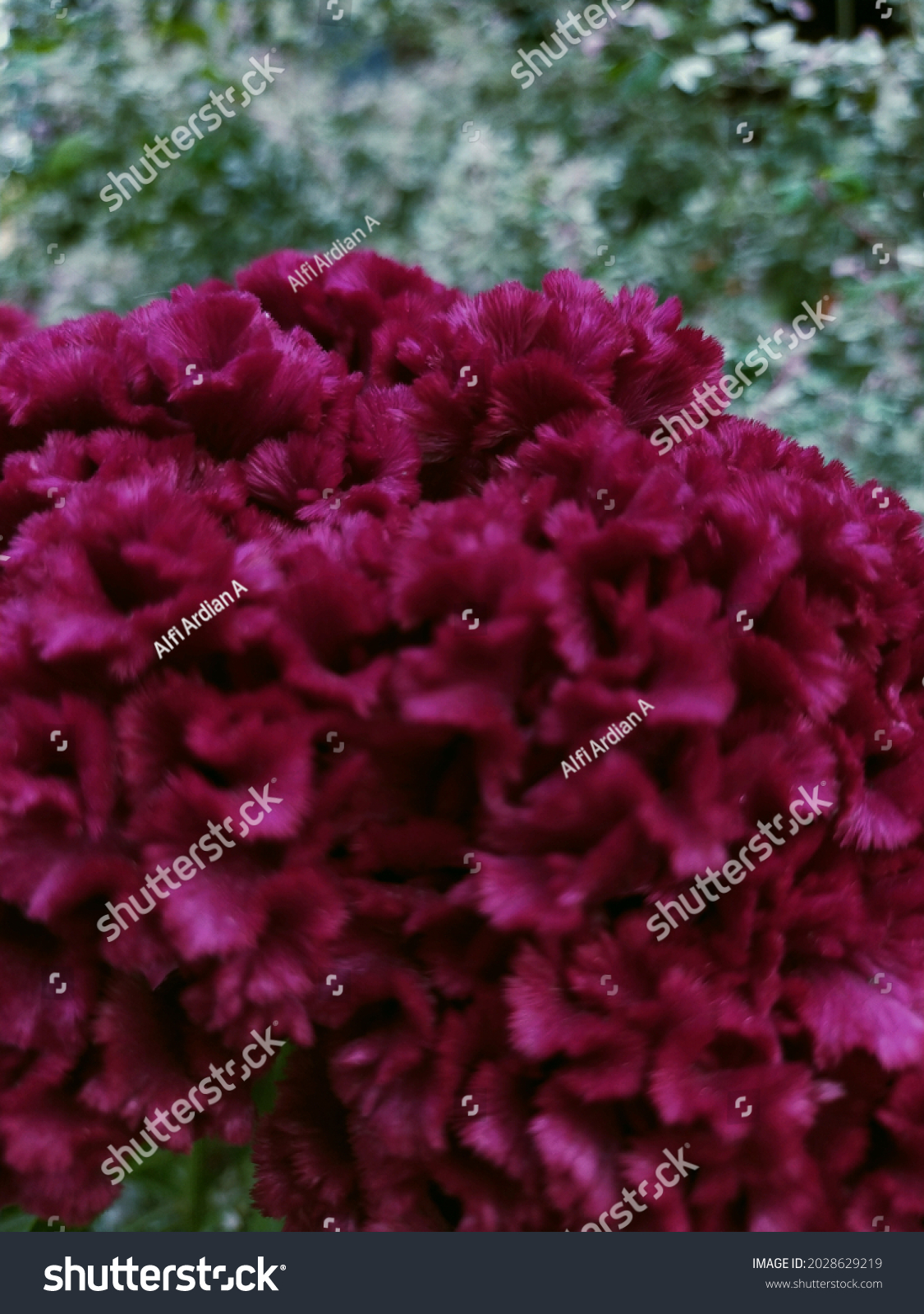 Detail Gambar Bunga Yang Unik Dan Indah Nomer 30