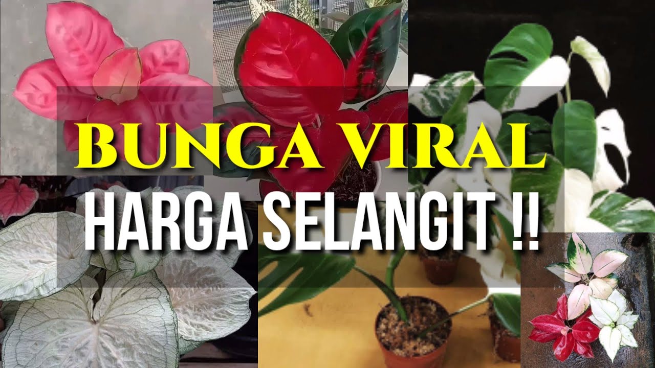 Detail Gambar Bunga Yang Viral 2020 Nomer 33