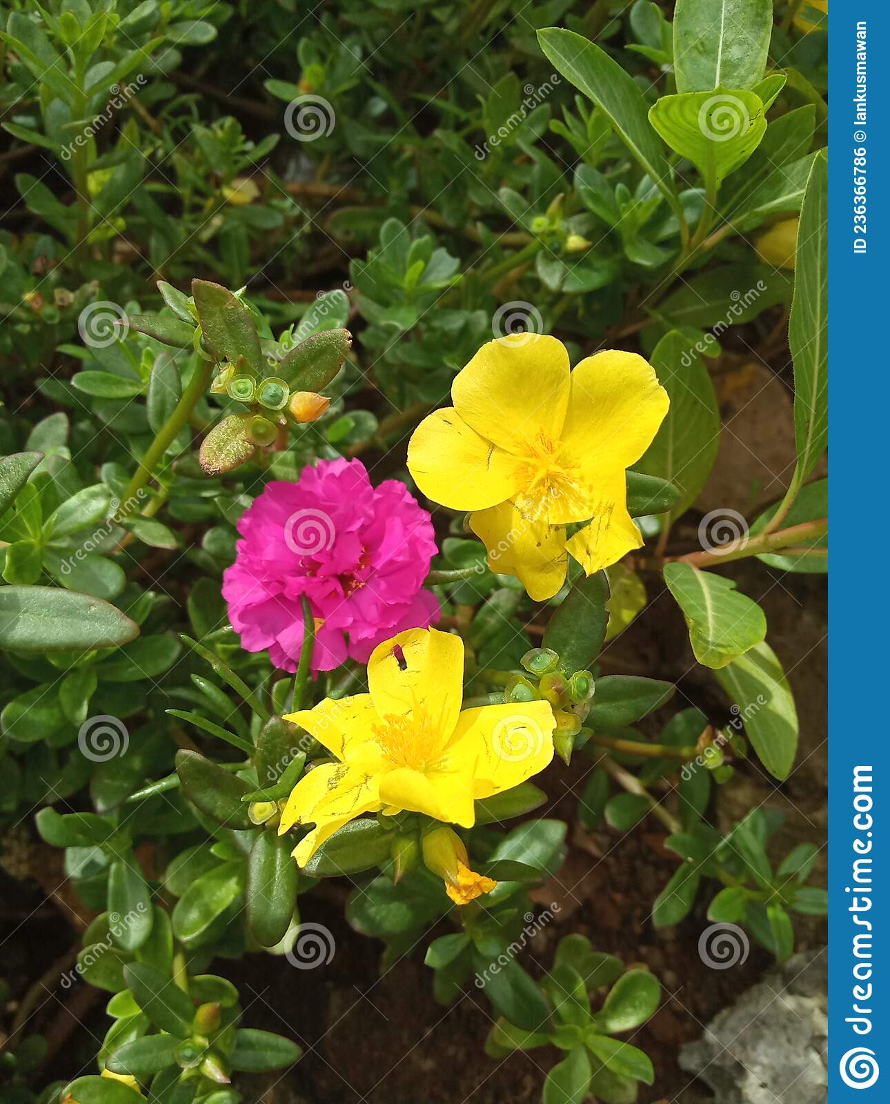 Detail Gambar Bunga Yg Bagus Dan Cantik Nomer 25