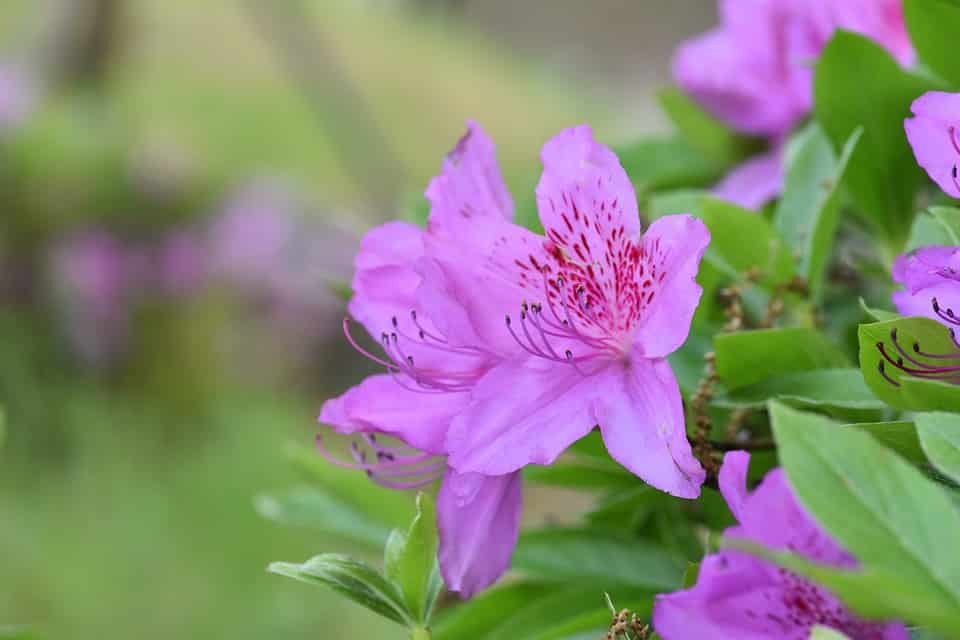 Detail Gambar Bunga Yg Cantik Dan Indah Nomer 23