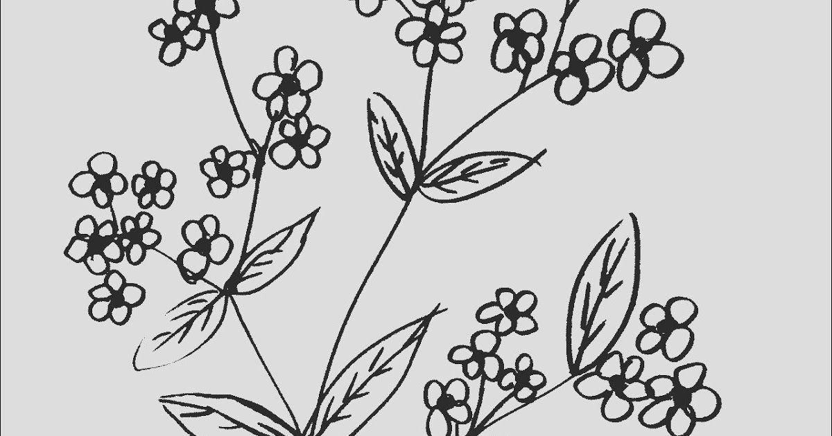 Detail Gambar Bunga Yg Gampang Di Gambar Nomer 23
