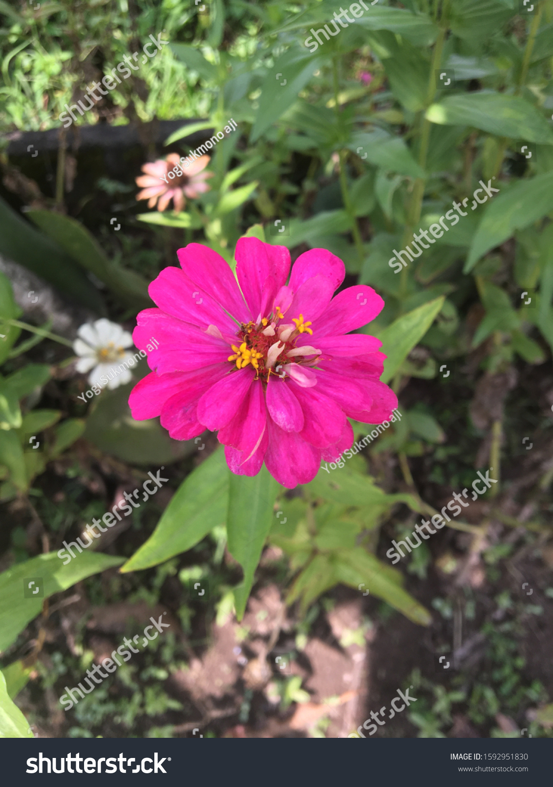 Detail Gambar Bunga Yg Indah Nomer 23