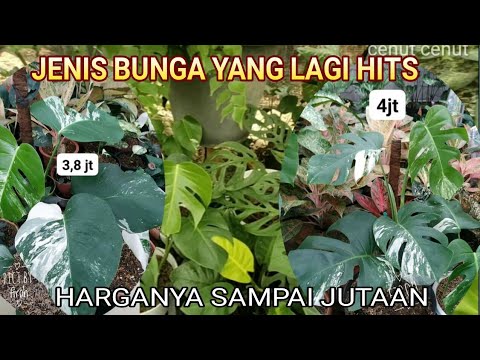 Detail Gambar Bunga Yg Lg Viral Nomer 49