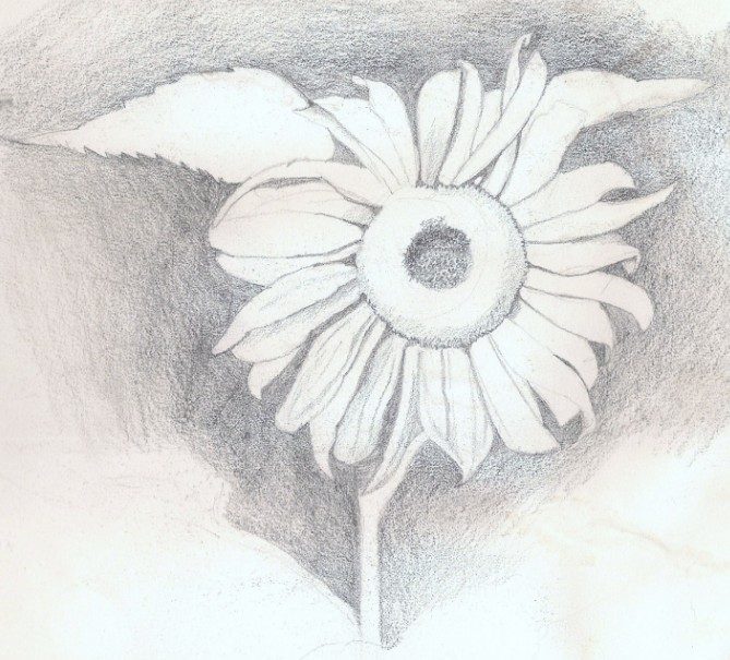 Detail Gambar Bunga Yg Mudah Dibuat Nomer 42