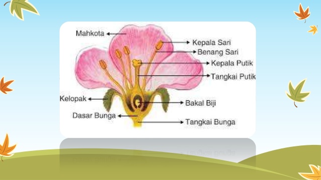 Detail Gambar Bunga Yg Sempurna Nomer 42