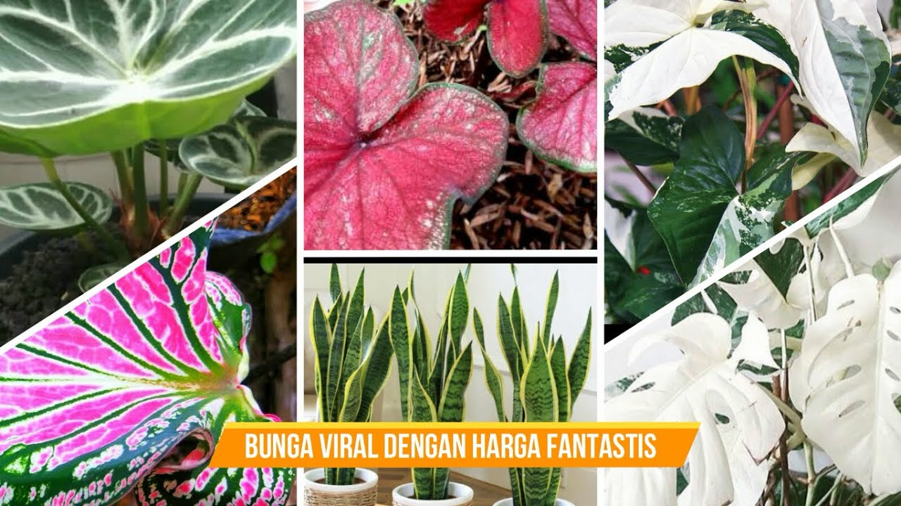 Detail Gambar Bunga Yg Viral Nomer 2