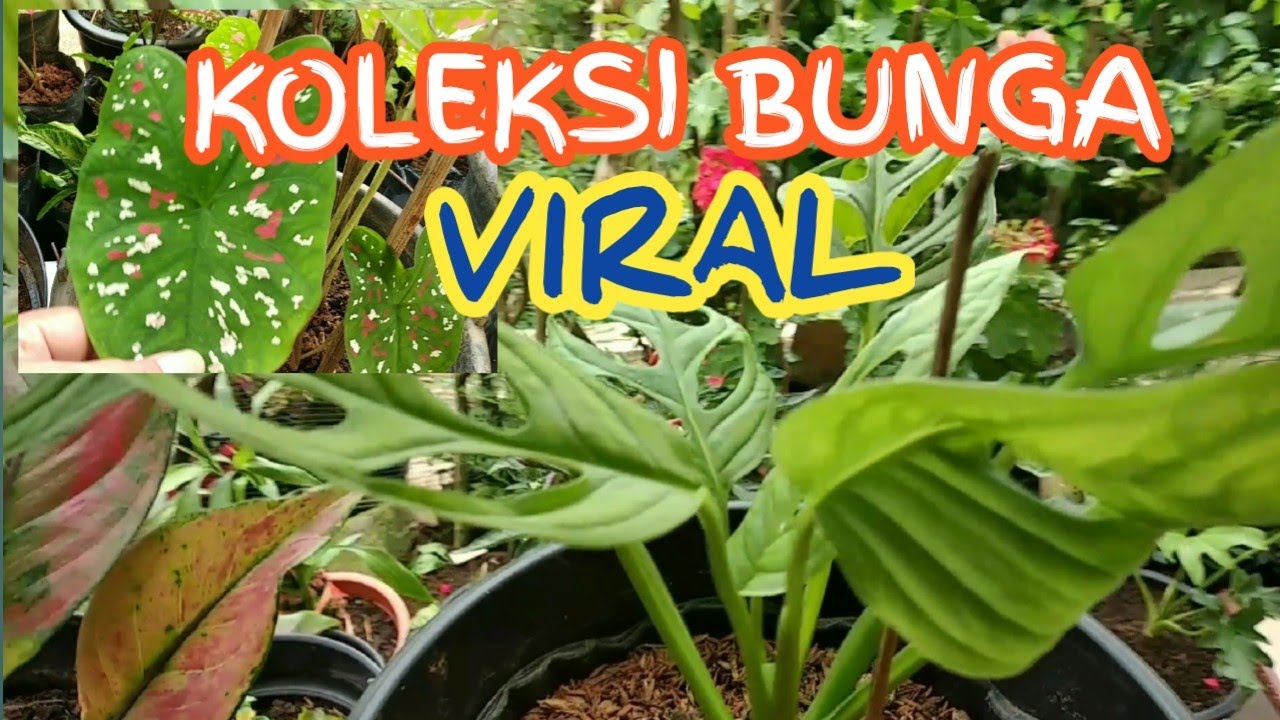 Detail Gambar Bunga Yg Viral Nomer 17