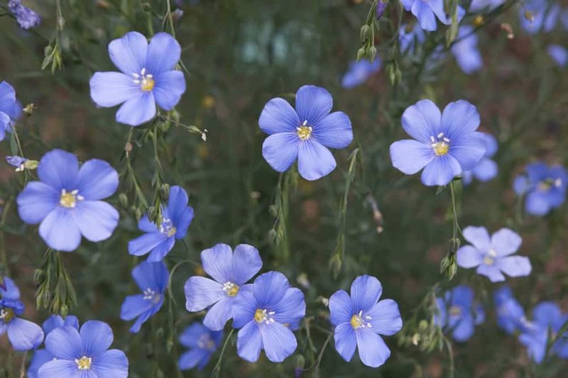 Detail Gambar Bunga Yg Warnanya Biru Nomer 25