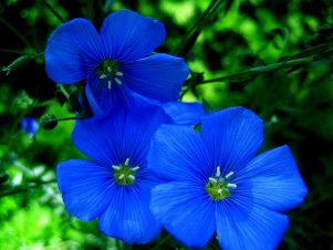 Detail Gambar Bunga Yg Warnanya Biru Nomer 28