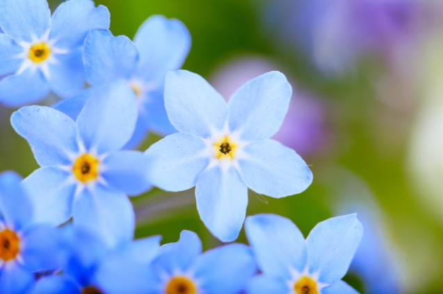 Detail Gambar Bunga Yg Warnanya Biru Nomer 52