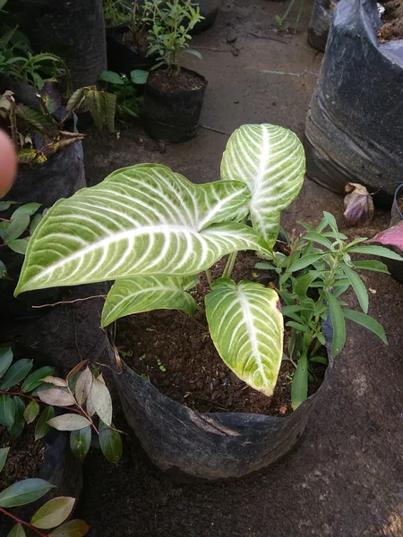Detail Gambar Bunga Zebra Nomer 51