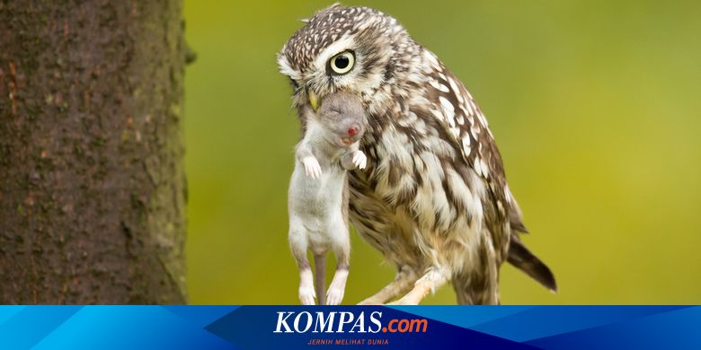 Detail Gambar Burug Hantu Sedang Tidur Nomer 10