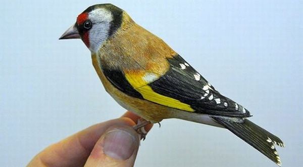 Gambar Burung 3 Dimensi - KibrisPDR