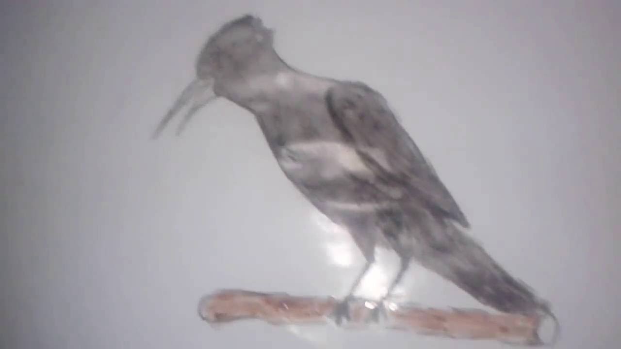 Detail Gambar Burung 3 Dimensi Nomer 20
