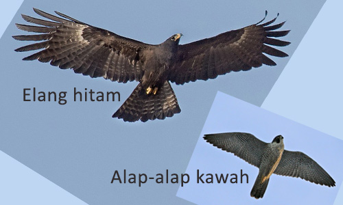 Detail Gambar Burung Alap Alap Nomer 41