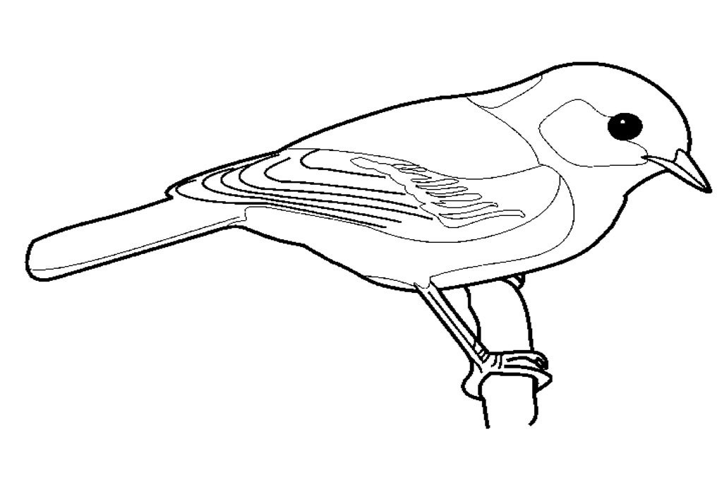 Detail Gambar Burung Anak Tk Nomer 48